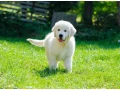 beautiful-golden-retriever-puppy-small-2