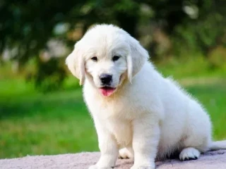 Beautiful golden retriever puppy