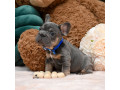 male-blue-tan-full-akc-registration-with-breeding-rights-microchip-lifetime-breeders-help-health-certification-small-1