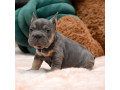 male-blue-tan-full-akc-registration-with-breeding-rights-microchip-lifetime-breeders-help-health-certification-small-3