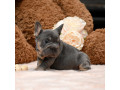 male-blue-tan-full-akc-registration-with-breeding-rights-microchip-lifetime-breeders-help-health-certification-small-2