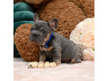 male-blue-tan-full-akc-registration-with-breeding-rights-microchip-lifetime-breeders-help-health-certification-small-0