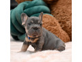 male-blue-tan-full-akc-registration-with-breeding-rights-microchip-lifetime-breeders-help-health-certification-small-4