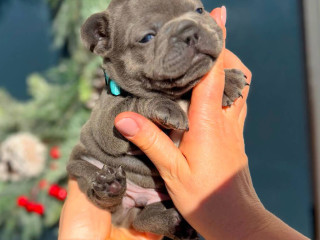 Male Blue Full AKC registration, in Georgia