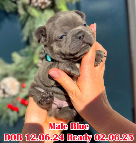 male-blue-full-akc-registration-in-georgia-big-0