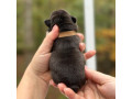 female-chocolate-tan-full-akc-small-2