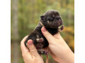 female-chocolate-tan-full-akc-small-1