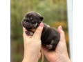 female-chocolate-tan-full-akc-small-5