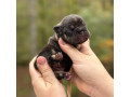 female-chocolate-tan-full-akc-small-4