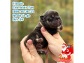 female-chocolate-tan-full-akc-small-0