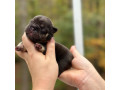 female-chocolate-tan-full-akc-small-3