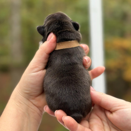 female-chocolate-tan-full-akc-big-2