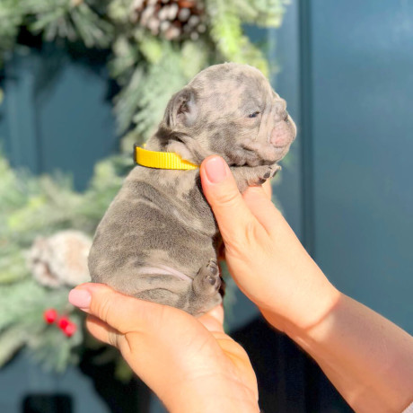 male-blue-merle-full-akc-dob-120624-in-georgia-big-5