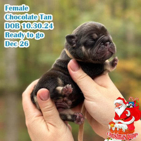 female-chocolate-tan-full-akc-big-0