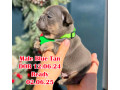 male-blue-tan-dob-120624-in-georgia-small-0