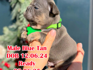 Male Blue Tan DOB 12.06.24 in Georgia