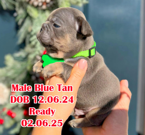 male-blue-tan-dob-120624-in-georgia-big-0