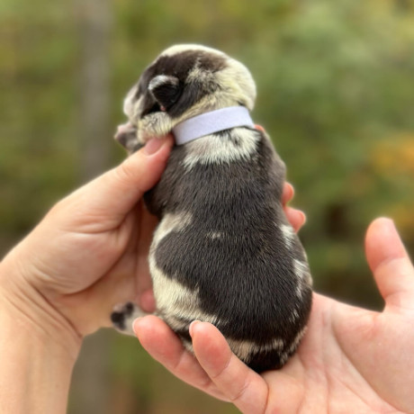 female-chocolate-merle-in-georgia-big-6