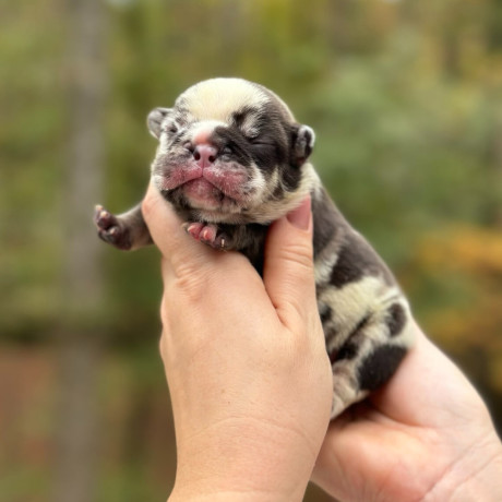 female-chocolate-merle-in-georgia-big-4