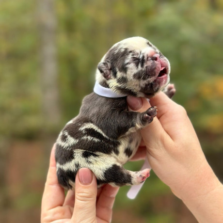 female-chocolate-merle-in-georgia-big-5