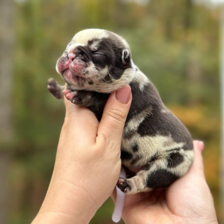 female-chocolate-merle-in-georgia-big-2