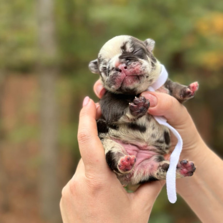 female-chocolate-merle-in-georgia-big-3