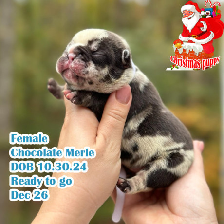 female-chocolate-merle-in-georgia-big-0