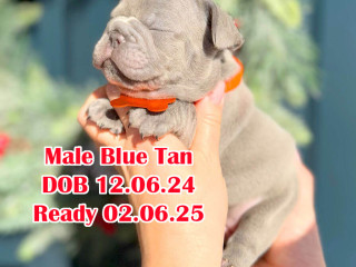 Male Blue AKC DOB 12.06.24 in Georgia