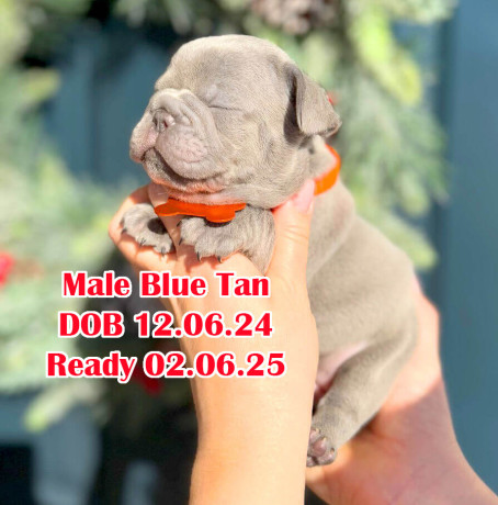 male-blue-akc-dob-120624-in-georgia-big-0