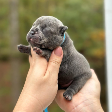 male-blue-merle-akc-big-2