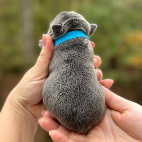 male-blue-merle-akc-big-4