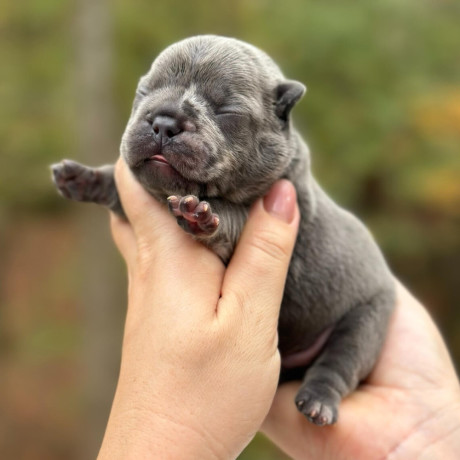 male-blue-merle-akc-big-5