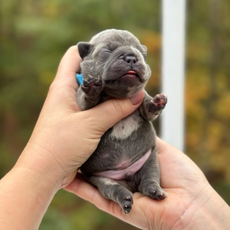 male-blue-merle-akc-big-1