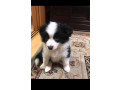 border-collie-puppies-for-sale-small-3