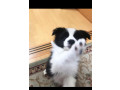 border-collie-puppies-for-sale-small-0