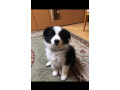 border-collie-puppies-for-sale-small-1