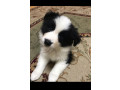 border-collie-puppies-for-sale-small-4