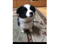 border-collie-puppies-for-sale-small-2