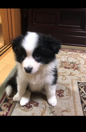 border-collie-puppies-for-sale-big-3