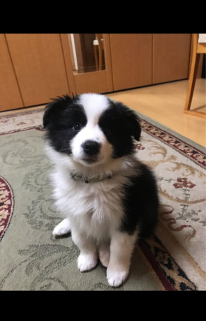 border-collie-puppies-for-sale-big-1