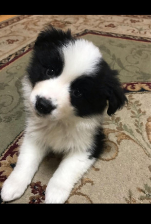 border-collie-puppies-for-sale-big-4