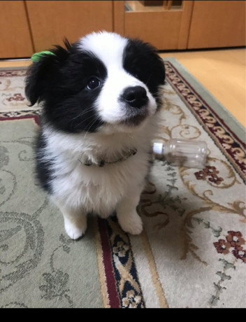 border-collie-puppies-for-sale-big-2