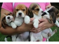 beagle-puppies-4-weeks-old-austin-texas-small-2