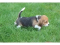 beagle-puppies-4-weeks-old-austin-texas-small-1