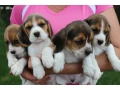 beagle-puppies-4-weeks-old-austin-texas-small-0