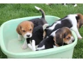 beagle-puppies-4-weeks-old-austin-texas-small-4