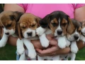 beagle-puppies-4-weeks-old-austin-texas-small-3