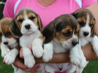 Beagle puppies, 4 weeks old, Austin (Texas)