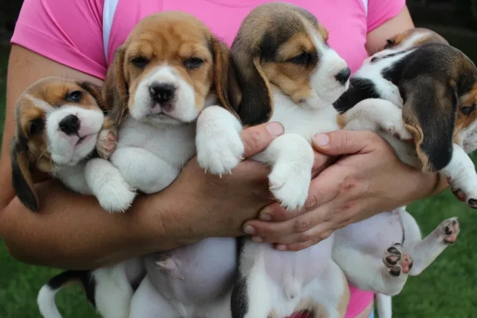 beagle-puppies-4-weeks-old-austin-texas-big-2