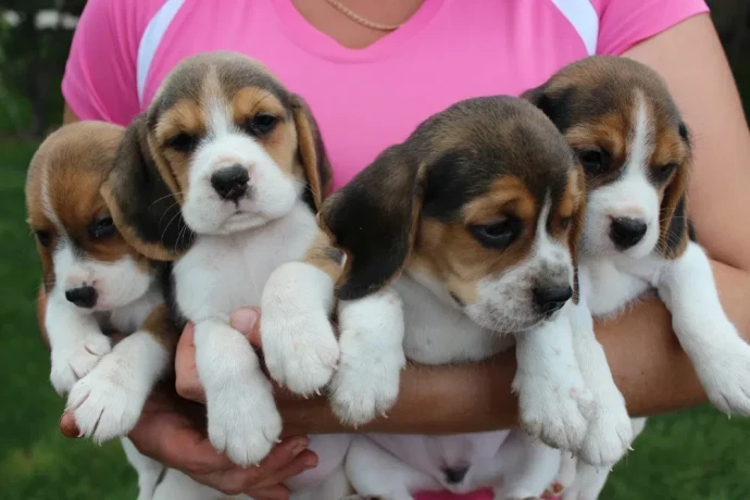 beagle-puppies-4-weeks-old-austin-texas-big-0